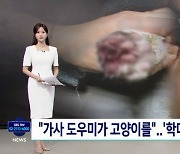 가사도우미 왔다간 뒤 집 곳곳에 혈흔···'피범벅' 고양이, 무슨 일?