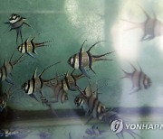 Aquarium Fish Importation Ban