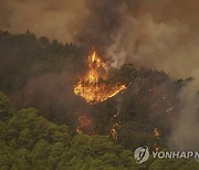 Spain Tenerife Wildfires