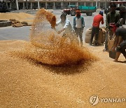 "인도, 국내 물가 잡고자 러시아산 밀 할인가격에 수입 검토"