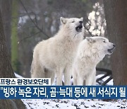 [기후는 말한다] 프랑스 환경보호단체 “빙하 녹은 자리, 곰·늑대 등에 새 서식지 될 것”