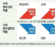 배추·무 가격 안정세…'김치 대란' 우려 덜어