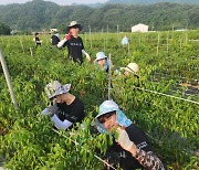 고려대학교 총학생회, 보은에서 농촌봉사활동 펼쳐