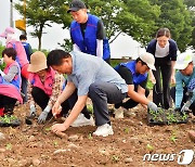 장성군 황룡강 '100억 꽃송이' 가을꽃축제 준비 분주