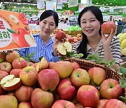 아삭! 달콤! 추석 대표과일 '홍로' 출하