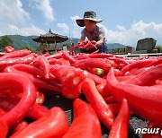 고추 말리기 좋은 계절