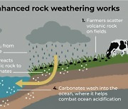 "현무암 빻아 논밭에 뿌리면 탄소 감축"...MS도 주목