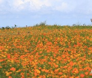 제주 동부 폭염경보…"온열질환 주의"