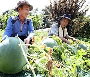 광주 무등산 수박 수확 시작