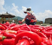 '처서'가 코 앞인데 폭염 속 고추 말리는 농심