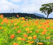 가을이 온다…처서가 모레