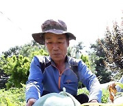 광주 무등산 수박 본격 출하