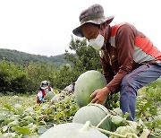 집중호우에 '무등산수박' 출하량 역대 최저…가격은 소폭 인상