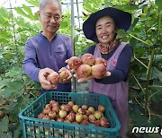 '여왕의 과일' 해남 무화과 수확 한창…당도 최고 인기 상종가