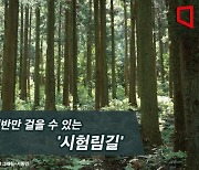 [하루만보]1년에 절반만 걸을 수 있는 '시험림길'