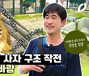 청주동물원, 사자 '바람이' 구출 작전 영상 화제