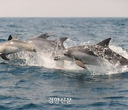 ‘고래’를 변호하는 사람들…오염수가 방류되면 고래들은 어떻게 될까