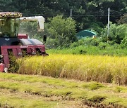 “성큼 다가온 가을”…달성군, ‘처서’ 앞 대구 첫 벼 베기 