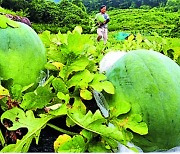 광주 특산품 무등산 수박 수확량 역대 최저…1200통