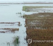 침수된 평안남도 농경지