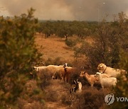 GREECE WILDFIRE