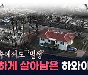 폐허 속 멀쩡...살아남은 하와이 빨간 지붕 집의 비밀 [지금이뉴스]