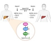 전북대 약대·의대 연구진, 케톤체 생성 단백질‘PAK4’규명