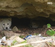 '예쁘다 들일 땐 언제고' 반려동물 유기? 즉각  고발