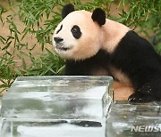 푸바오, 얼음 평상이 좋아요