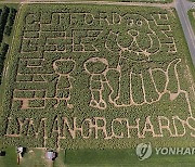 USA SUNFLOWER MAZE