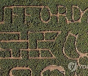 USA SUNFLOWER MAZE