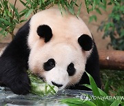 건강하게 여름 보낸 푸바오