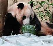 시원한 얼음 냉면 좋아요