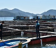 여수 양식장서 물고기 105만마리 집단 폐사… 고수온 때문인 듯