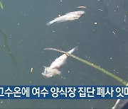 폭염·고수온에 여수 양식장 집단 폐사 잇따라