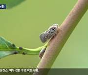 폭염 속 강원도 곳곳에서 돌발해충 기승