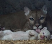 전세계 ‘단 4마리’…니카라과서 태어난 ‘하얀 퓨마’ [포착]