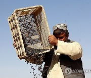 AFGHANISTAN AGRICULTURE