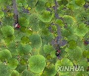 #CHINA-AUTUMN-FARMING (CN)