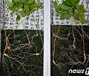 '심봤다' 지리산서 4대 이은 천종산삼 14뿌리 발견…감정가 8000만원