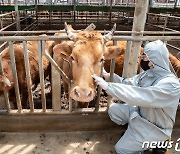 '비수의사 가축방역관' 자격 논란 확산…정부-수의사회 힘겨루기