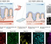 사람의 위 점막 베껴 헬리코박터균 방어한다