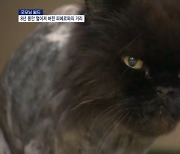 [굿모닝월드]다시 찾은 행복, 8년 만에 집에 돌아온 고양이