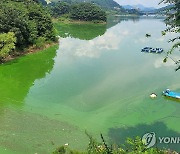 녹조 발생한 옥정호