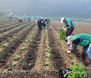 공주서 사랑의 배추 심기 한창