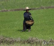 쌀 수출 금지한 인도, 싱가포르만 예외 둔 이유