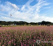 양주시, 내달 1일 '나리공원 천일홍 꽃밭' 개장