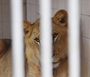 PAKISTAN ANIMALS