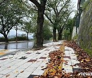 수안보 왕벚나무 조기낙엽…주민 "보도블록 공사 후 관리 전혀 안해"