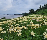 전북 부안 변산마실길 제2코스, 붉노랑 상사화 9월 초 최절정